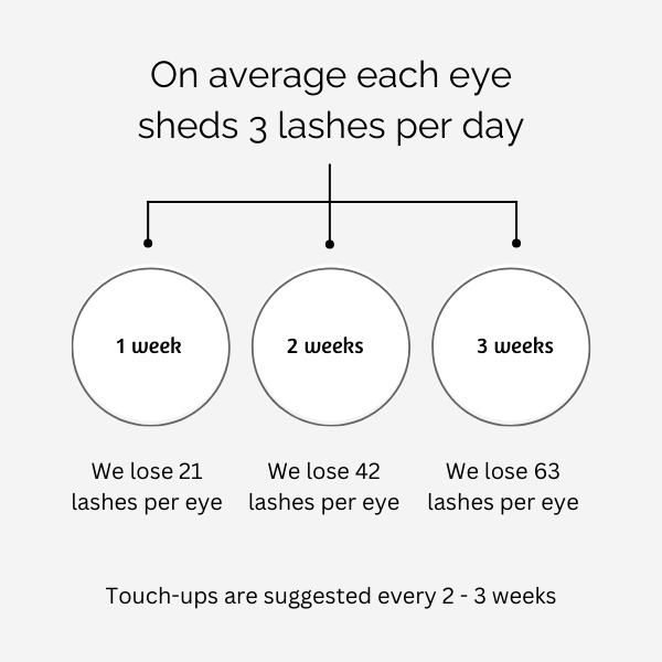 EYELASH SHEDDING GUIDE Let’s do some math! Each eye can shed between 2 – 3 lashes per day Therefore…. 1 week = 21 Lashes per eye are shed 2 weeks = 42 Lashes per eye are shed 3 weeks = 63 Lashes p (1)